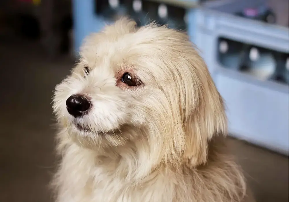 Shorkie: Twój przewodnik po mieszance Shih Tzu i Yorka