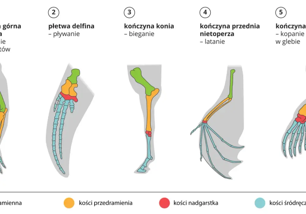 Ewolucjonizm w biologii - jak działa i skąd mamy dowody?