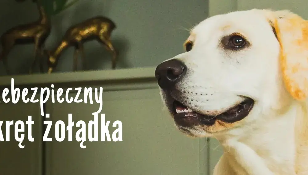 Skręt żołądka u psa: Jak rozpoznać objawy i uratować życie?