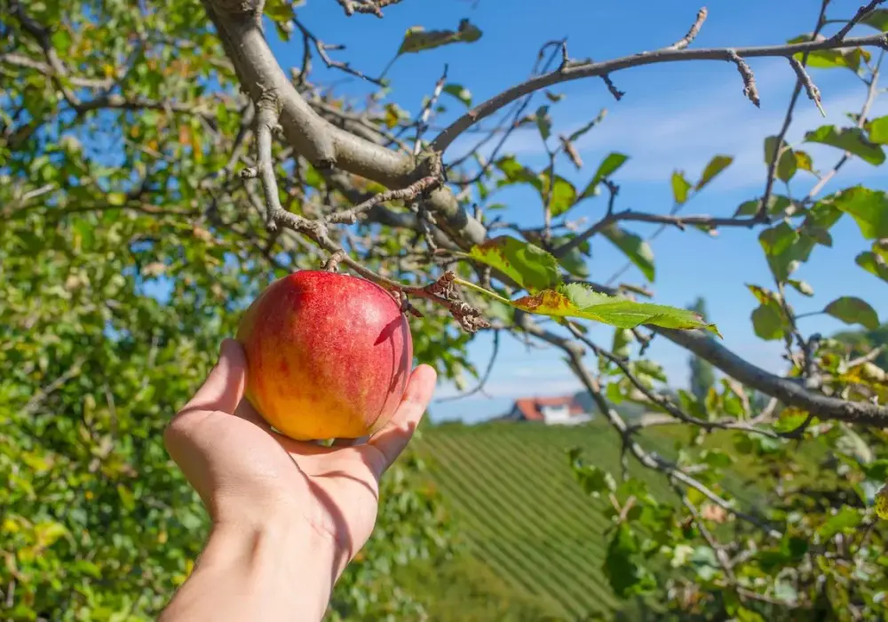 Jak się pisze jabłko? Odkryj poprawną pisownię i wymowę tego słowa