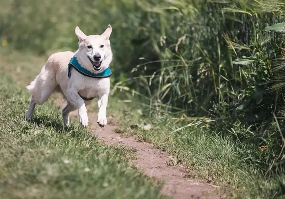 Pies z AZS i kleszcze: Naturalna ochrona. Co musisz wiedzieć?