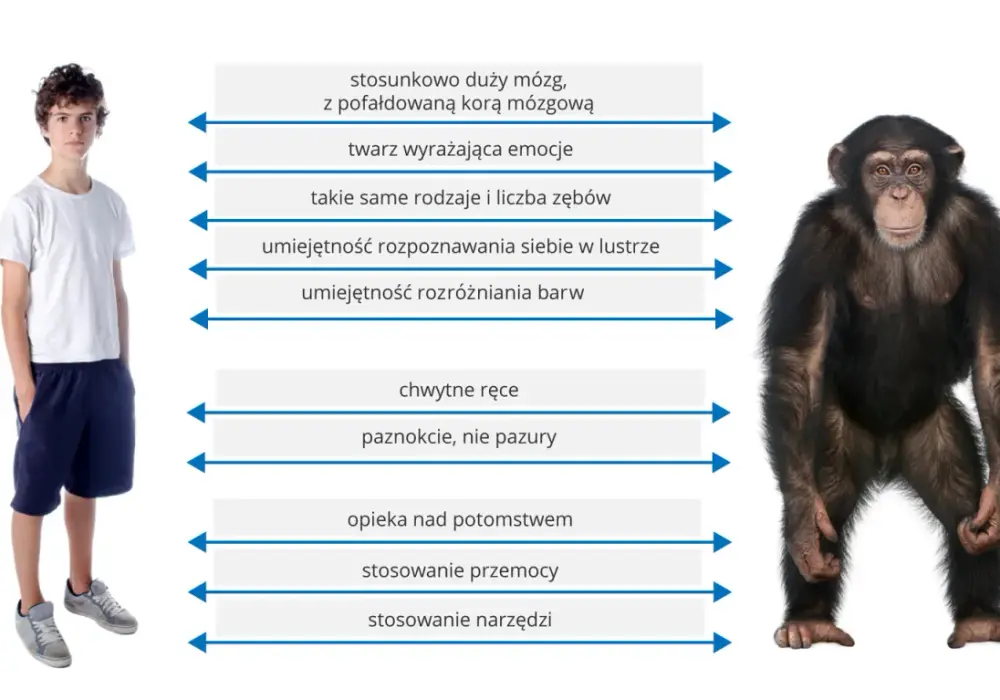 Systematyka człowieka - Dlaczego należymy do naczelnych?