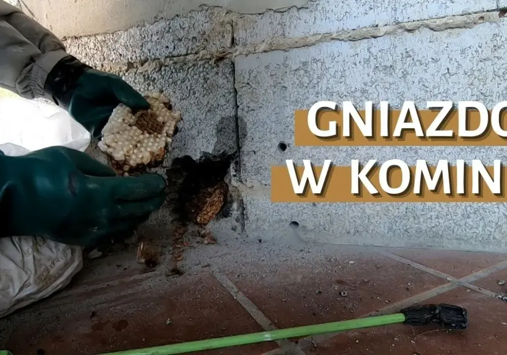Jak usunąć gniazdo kawek z komina bez łamania prawa i ryzyka