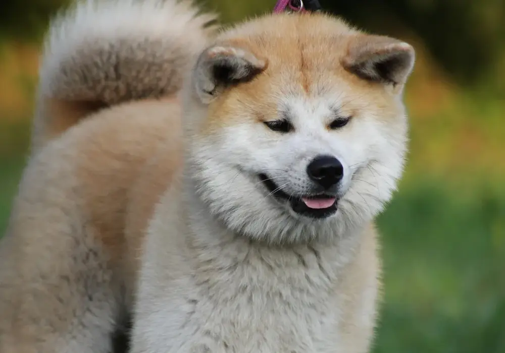 Akita: Czy jest agresywna? Prawda o temperamencie rasy