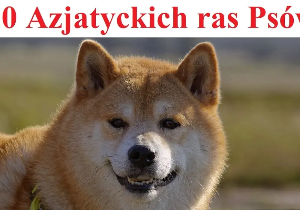 Poznaj najpiękniejsze azjatyckie psy: kompletny opis 10 wyjątkowych ras