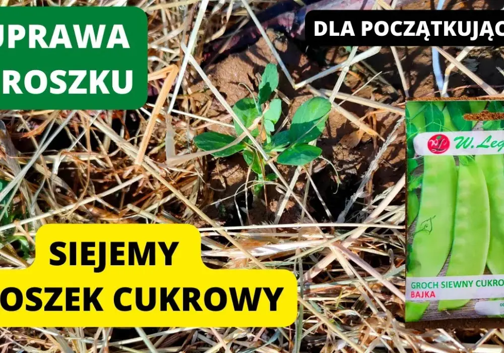 Kiedy siać groszek cukrowy, aby uniknąć nieudanej uprawy?