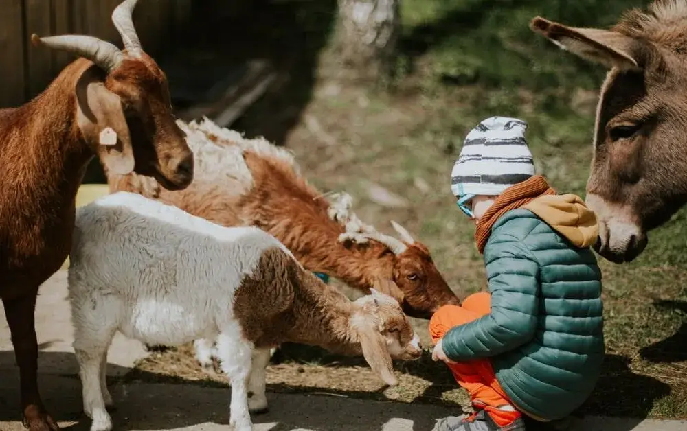 Agroturystyka gdzie znaleźć najlepsze miejsca na wypoczynek na wsi