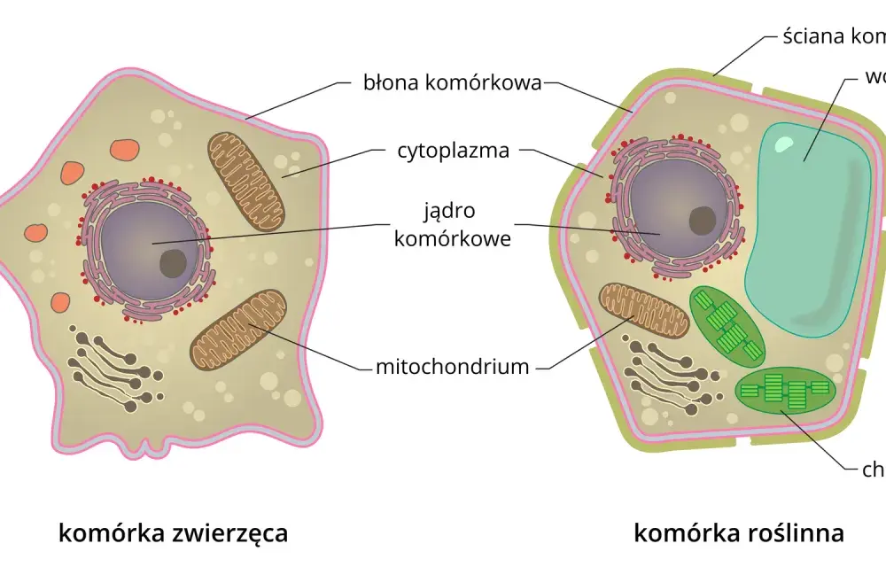 Budowa komórki grzyba - Dlaczego często mylimy ją z rośliną?