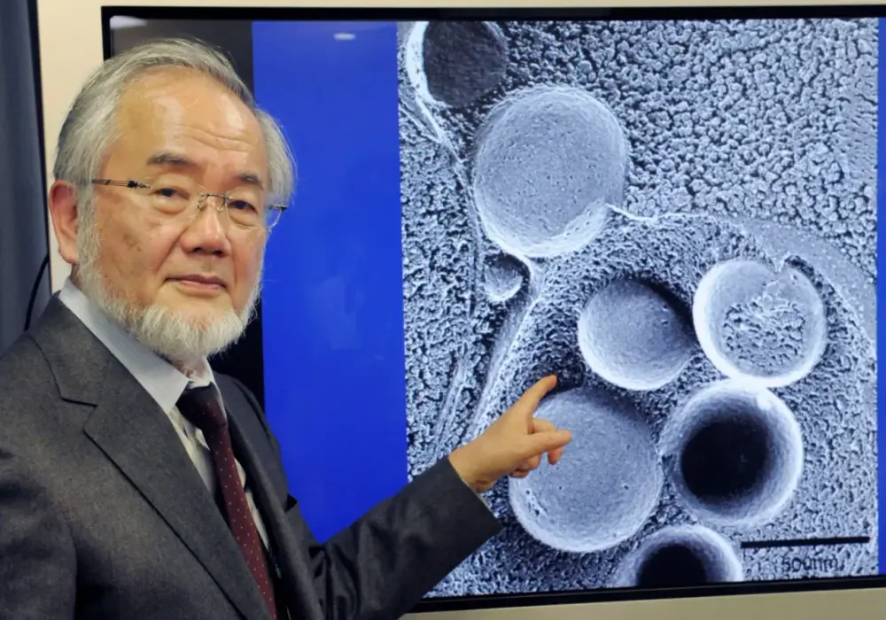 Nobel za autofagię - co odkrył Yoshinori Ohsumi?