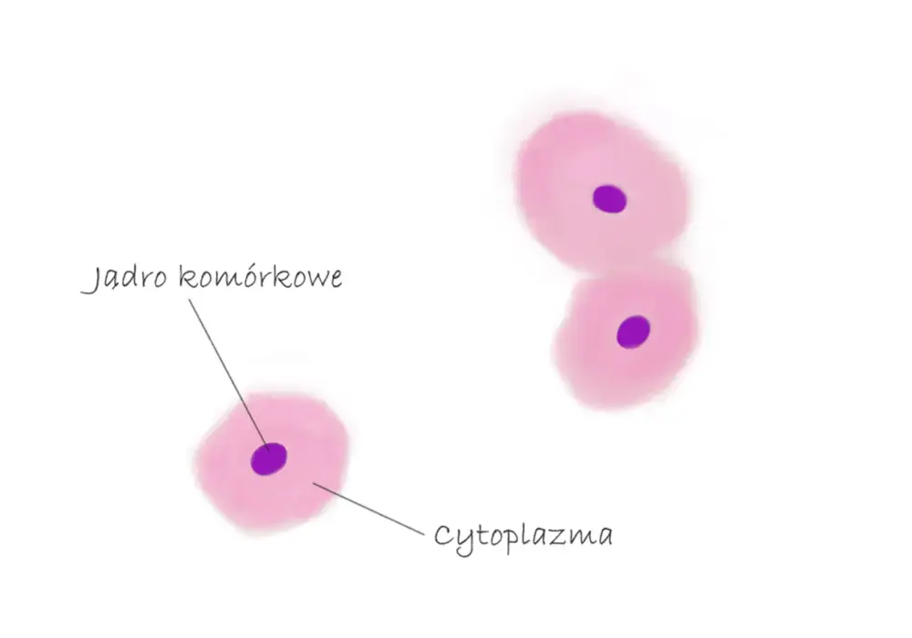 Tkanki zwierzęce - Jak skutecznie łączyć budowę z funkcją?