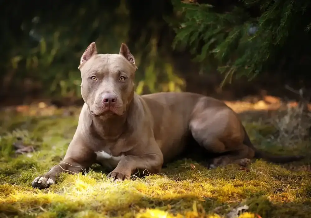 Ile waży pitbull? Poznaj idealną wagę i sylwetkę psa
