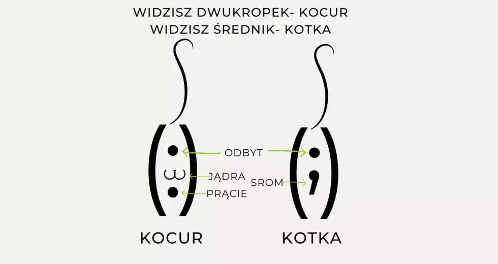 Jak rozpoznać kotkę - kluczowe różnice między samicą a samcem