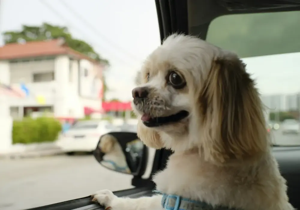 Uber Pet - Jak działa przejazd z pupilem i czy warto go wybrać?