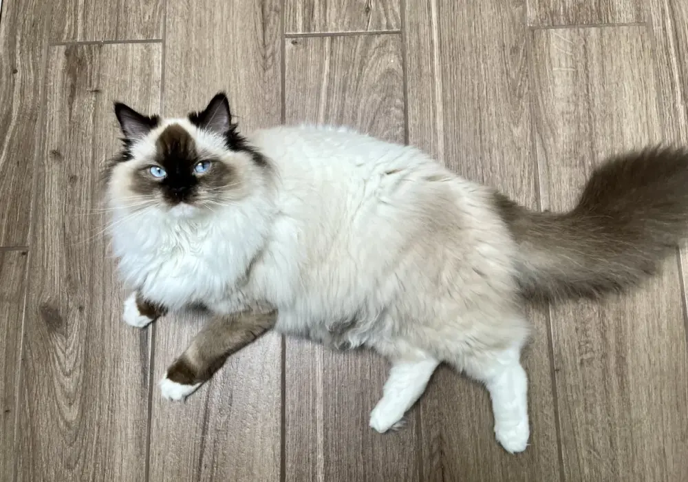 Ragdoll uczula? Prawda o alergii i rasie, którą musisz znać