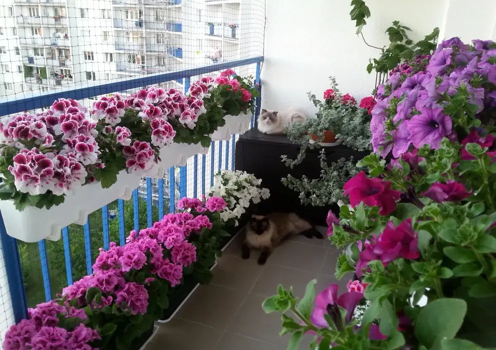 Jakie kwiaty na balkon od wschodu? Odkryj najlepsze rośliny do uprawy