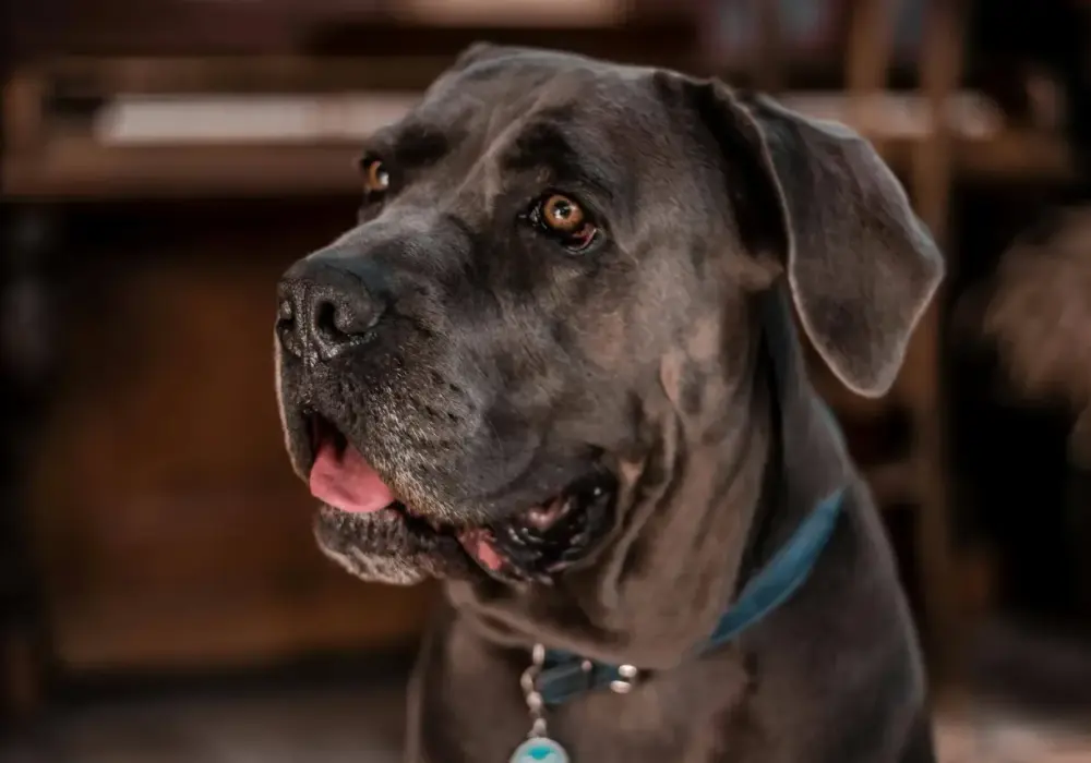 Karma dla Cane Corso: Jak wybrać najlepszą? Przewodnik eksperta