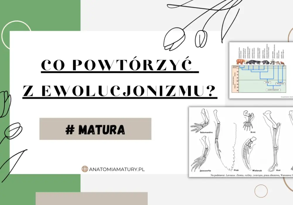 Ewolucja w Biologii - Co To Jest i Jak Działa?