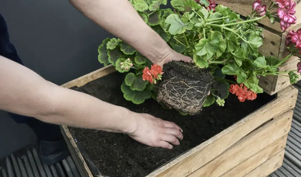 Od kiedy pelargonie na balkonie? Sprawdź, by uniknąć przymrozków