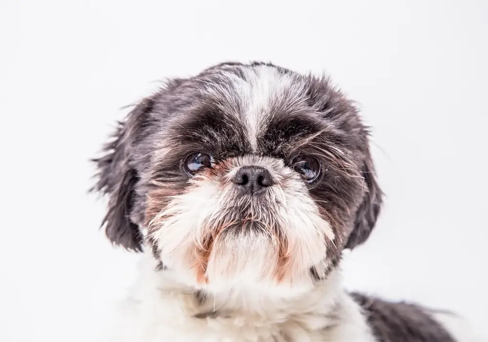 Shih tzu: Problemy z oczami? Zatkane kanaliki jak pomóc?