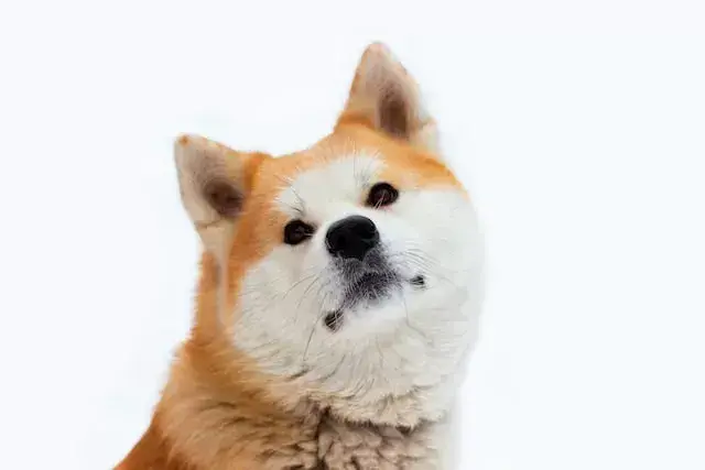 Akita inu pies czy suka - które zwierzę lepiej pasuje do Ciebie?