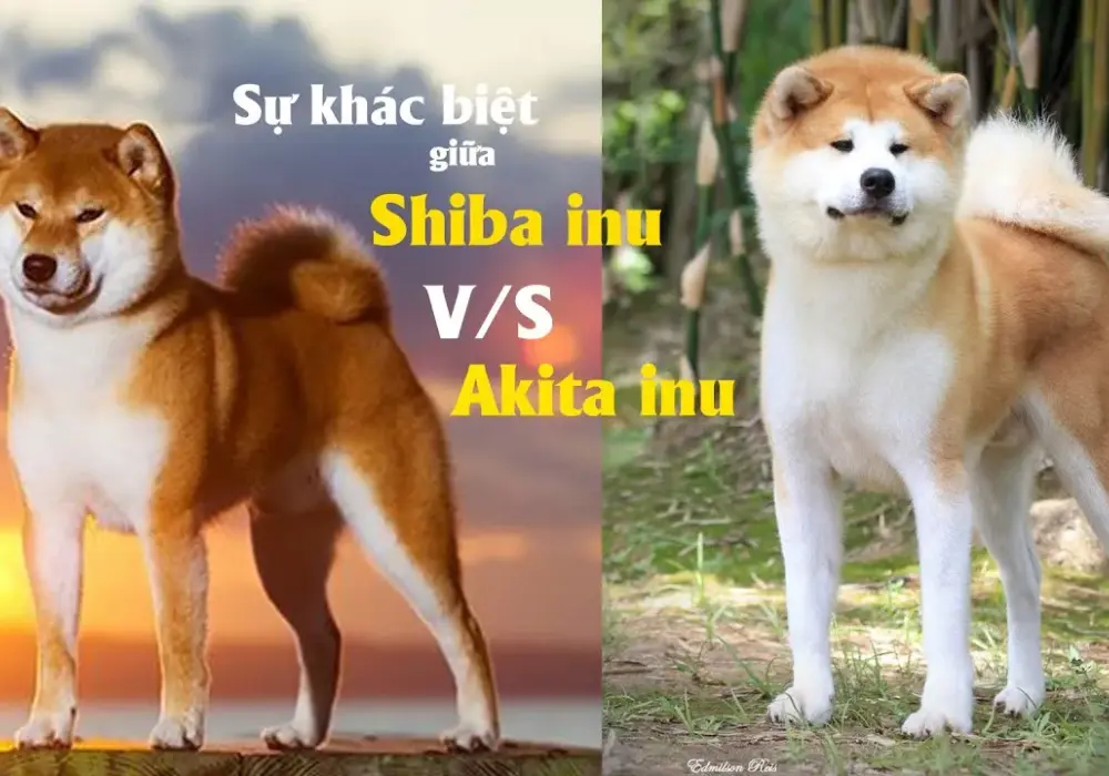 Czym się różni shiba od akity? Odkryj kluczowe różnice i cechy