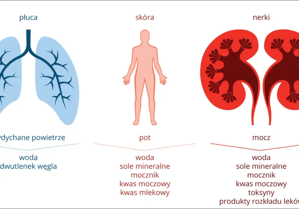Układ oddechowy i wydalniczy - Czym się różnią i jak współpracują?
