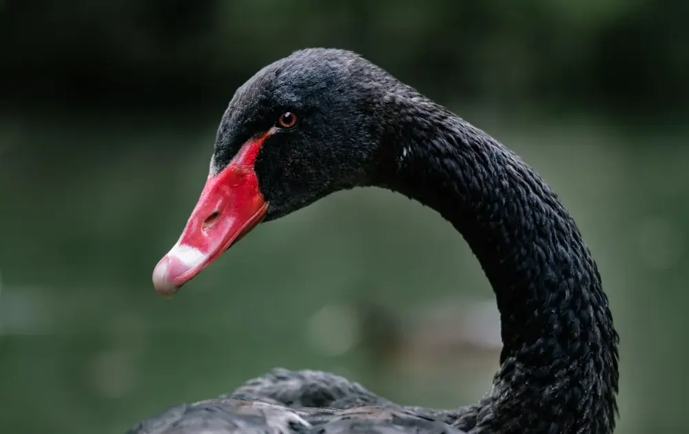 Czarny łabędź na miarę Covid-19 – twierdzi znany biznesmen