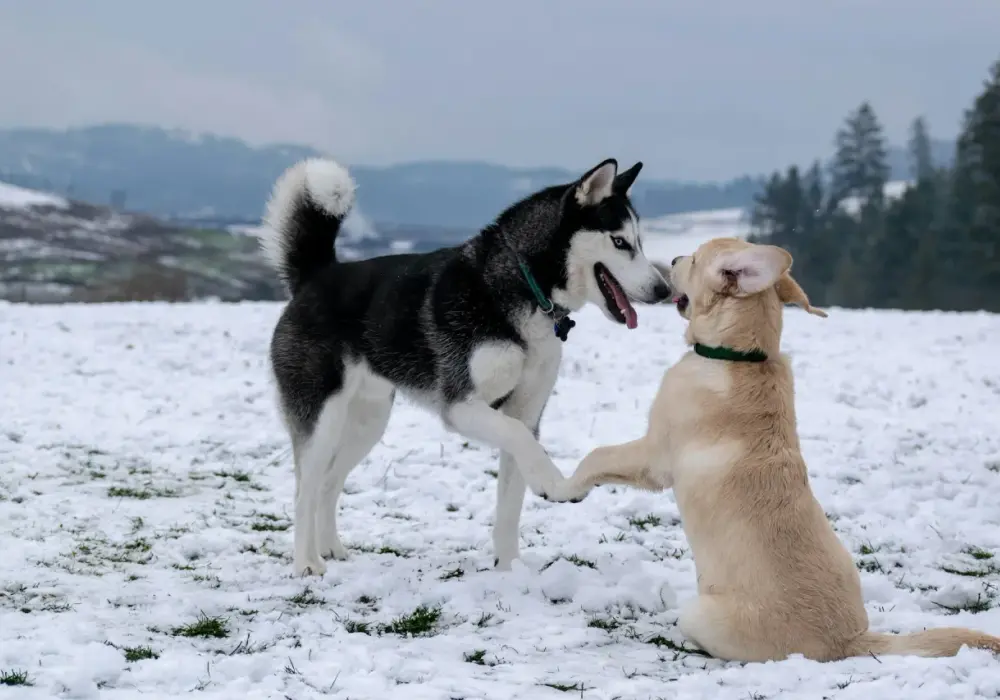 Malamute vs Husky: Kluczowe różnice, które musisz znać przed wyborem