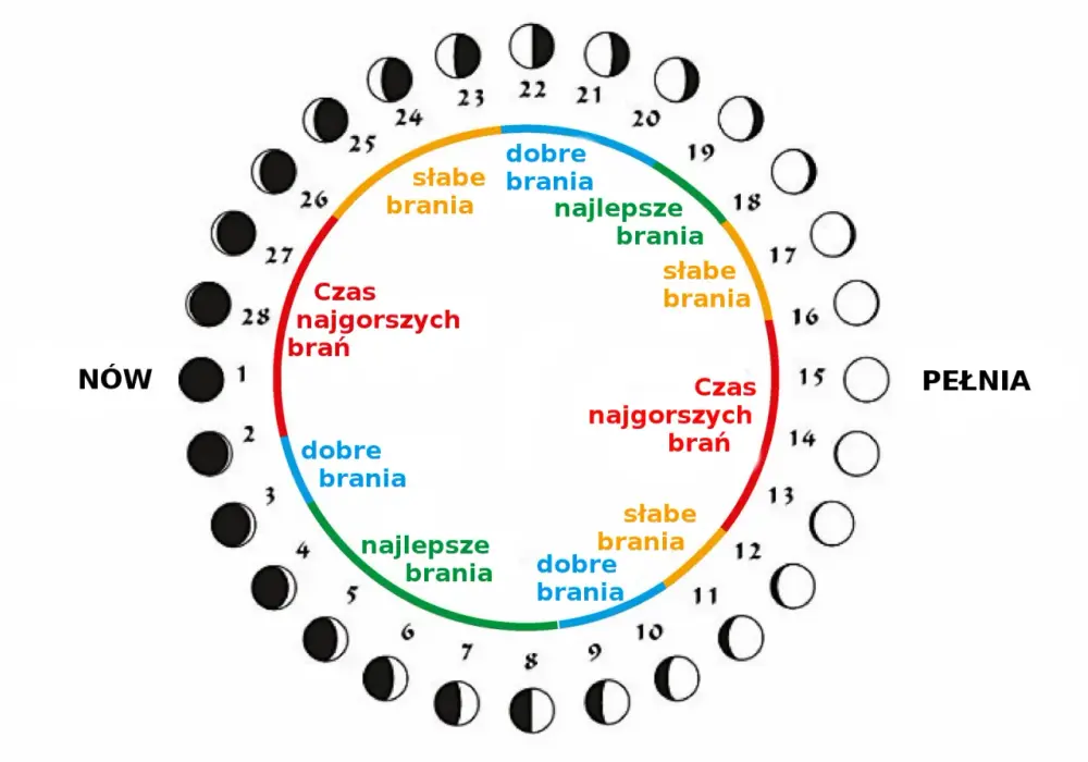 Księżycowy kalendarz brań - Jak fazy księżyca wpływają na brania?