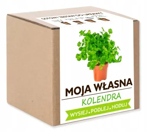 Gdzie kupić kolendrę w doniczce? Sprawdź najlepsze miejsca i ceny