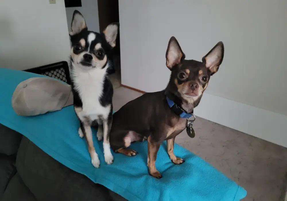 Ratlerek vs Chihuahua: Którego psa wybrać? Porównanie