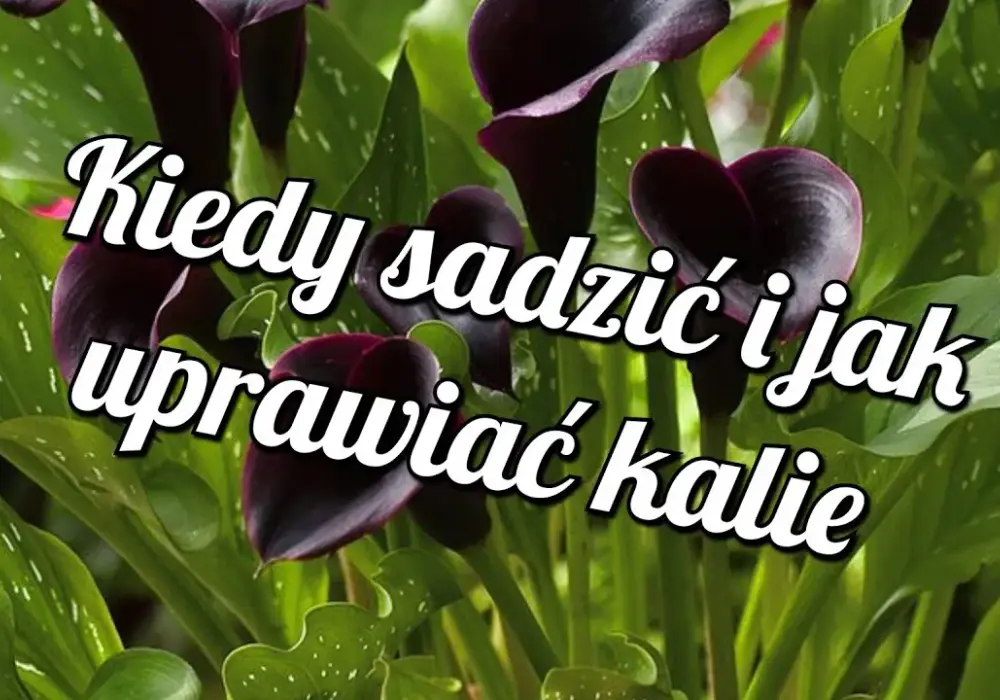 Kiedy sadzić kalie ogrodowe? Idealne terminy i warunki uprawy