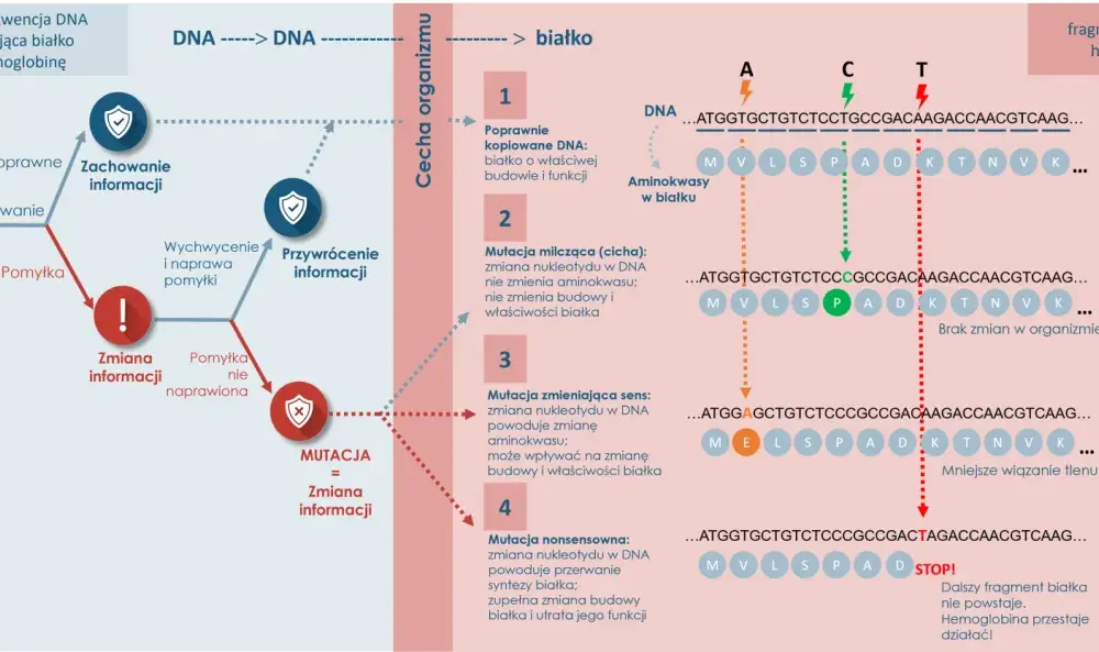 Biologia molekularna - Jak odczytać instrukcję działania komórki?