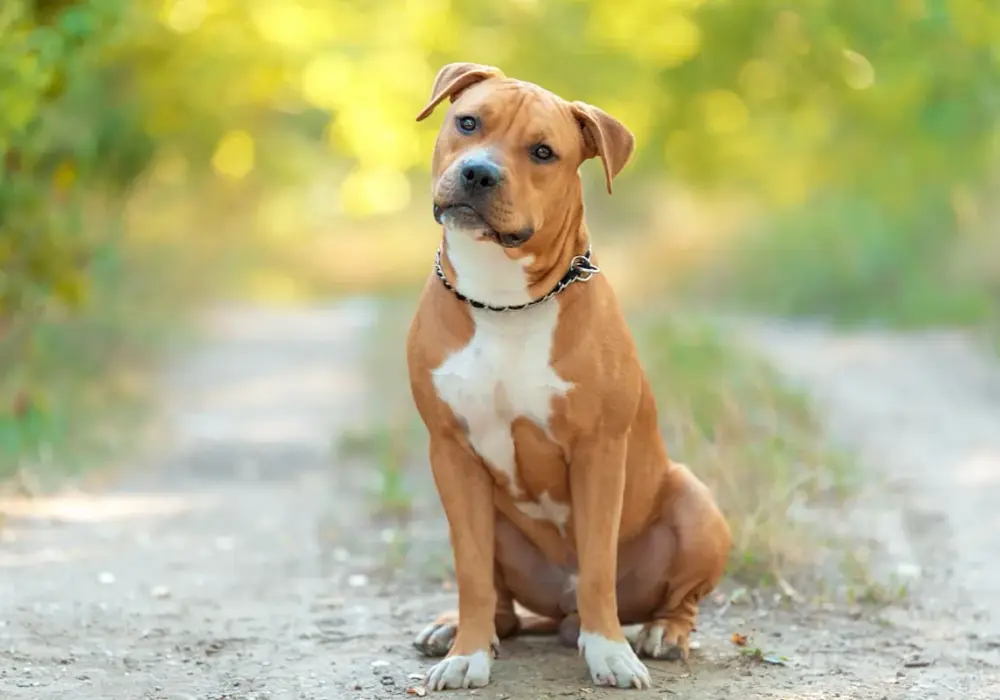 Amstaff: Czy jest agresywny? Fakty i mity o rasie