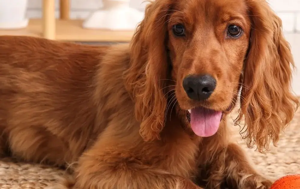 Cocker spaniel czy gubi sierść? Odkryj prawdę o linieniu tej rasy
