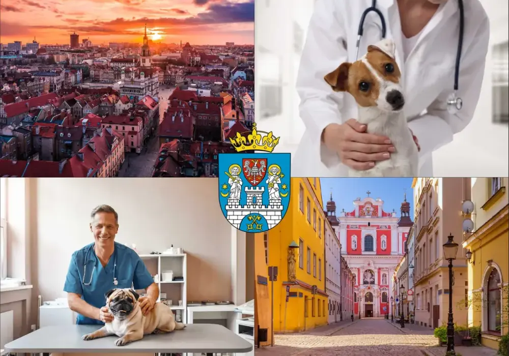 Ile kosztuje USG psa? Ceny, czynniki, przygotowanie - poznaj fakty