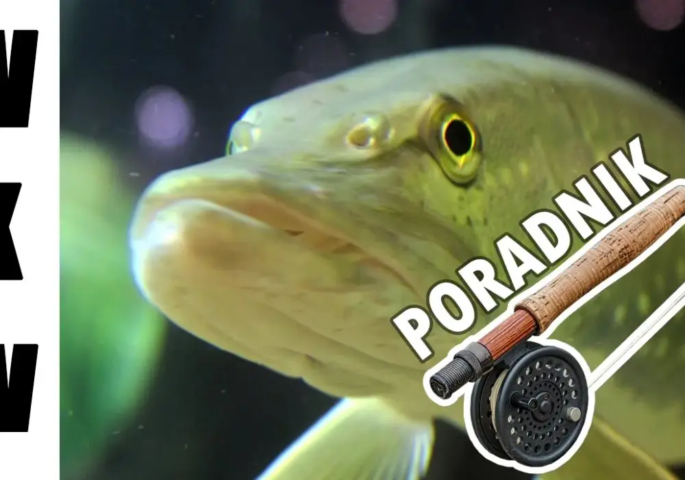 Jaka wędka muchowa na początek, aby uniknąć frustracji i złowić ryby?