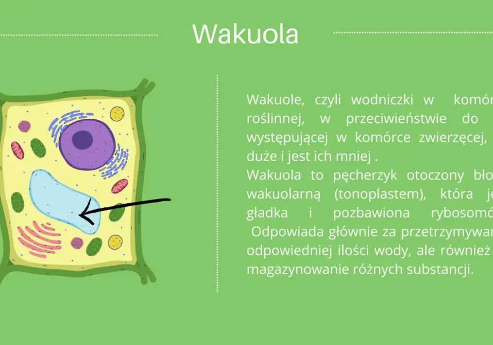 Co to jest komórka roślinna? Kluczowe informacje i ciekawostki