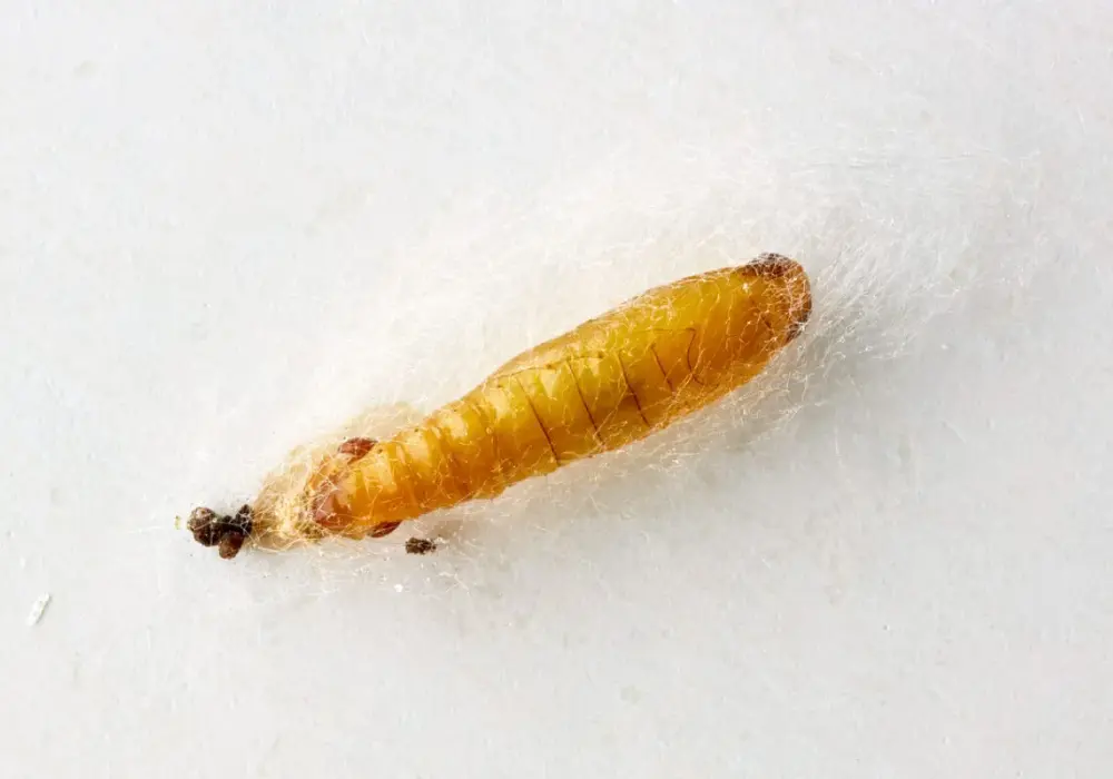 Mole spożywcze w kuchni? Naturalne sposoby na pozbycie się ich