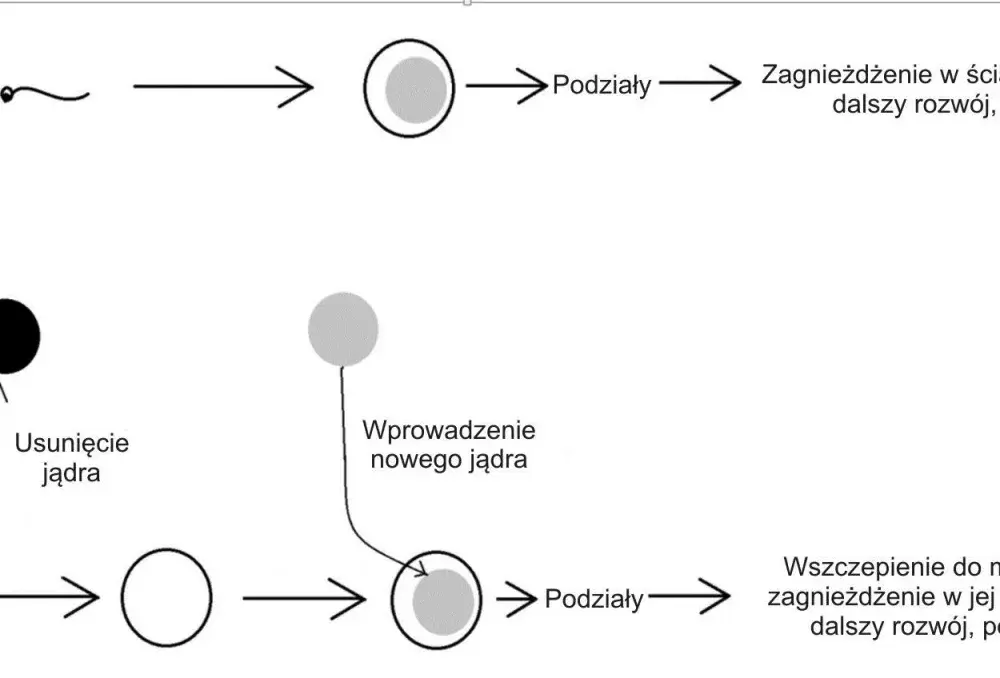 Komórka haploidalna i diploidalna - Jak ich już nigdy nie pomylić?