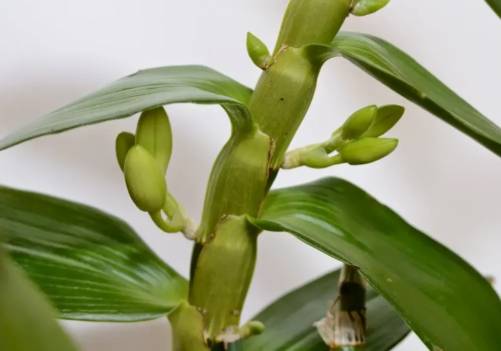 Pąki Dendrobium nobile: jak zadbać o bujne kwitnienie storczyka