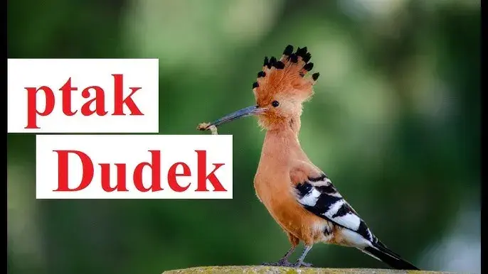 Gdzie zimuje dudek? Zaskakujące fakty o zimowiskach tego ptaka