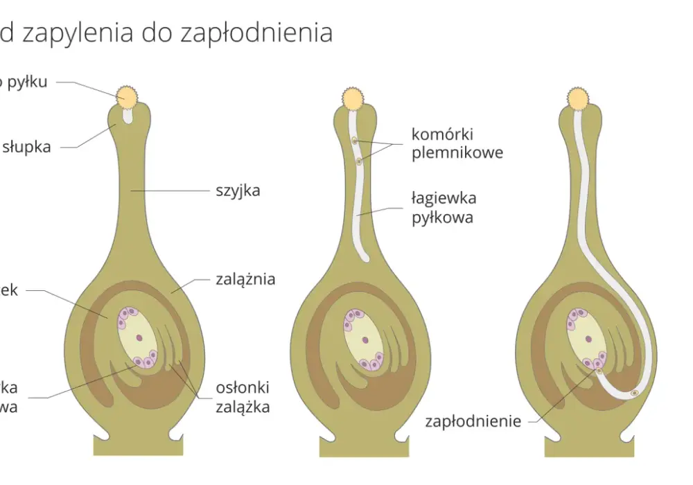 Budowa kwiatu - Dlaczego płatki to nie wszystko? Poznaj schemat