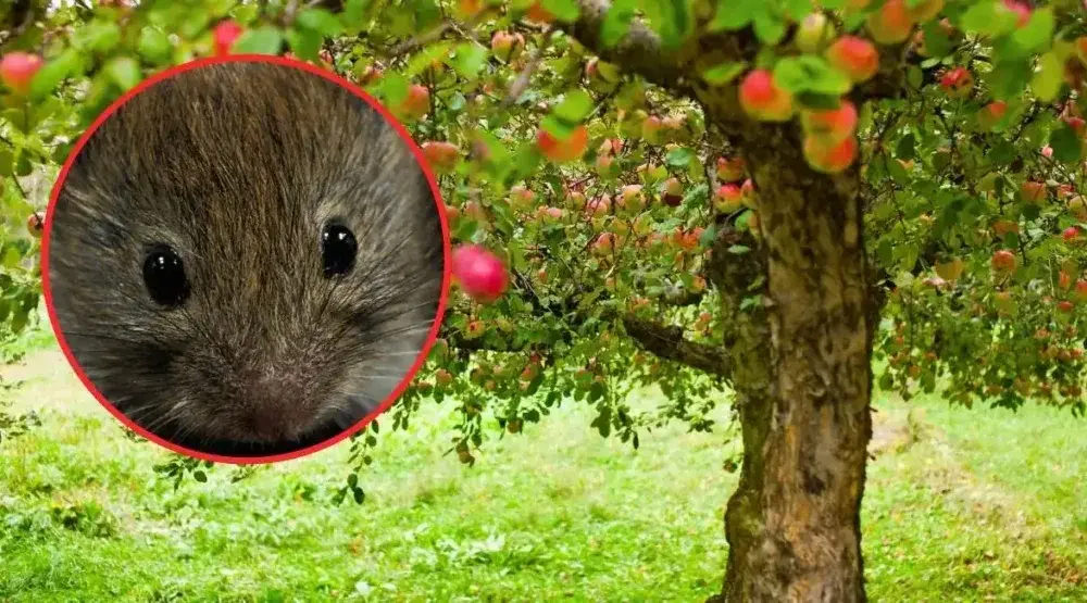 Jak pozbyć się nornic z ogrodu? Skuteczne metody, które naprawdę działają