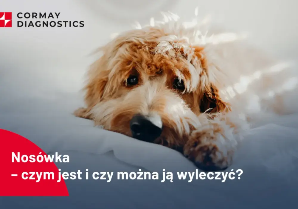 Nosówka neurologiczna u psa: Objawy, leczenie i realne szanse na życie