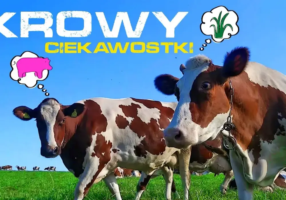 Filmy o krowach: od dokumentów po animacje. Odkryj najlepsze!