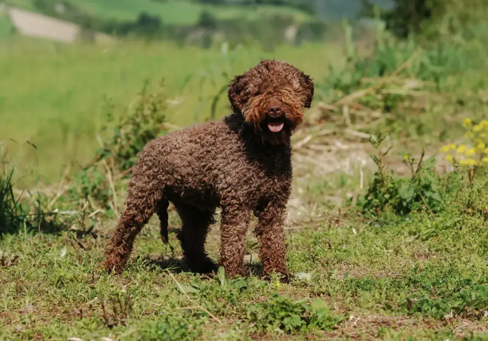 Lagotto Romagnolo sierść czy włos - poznaj różnice i pielęgnację