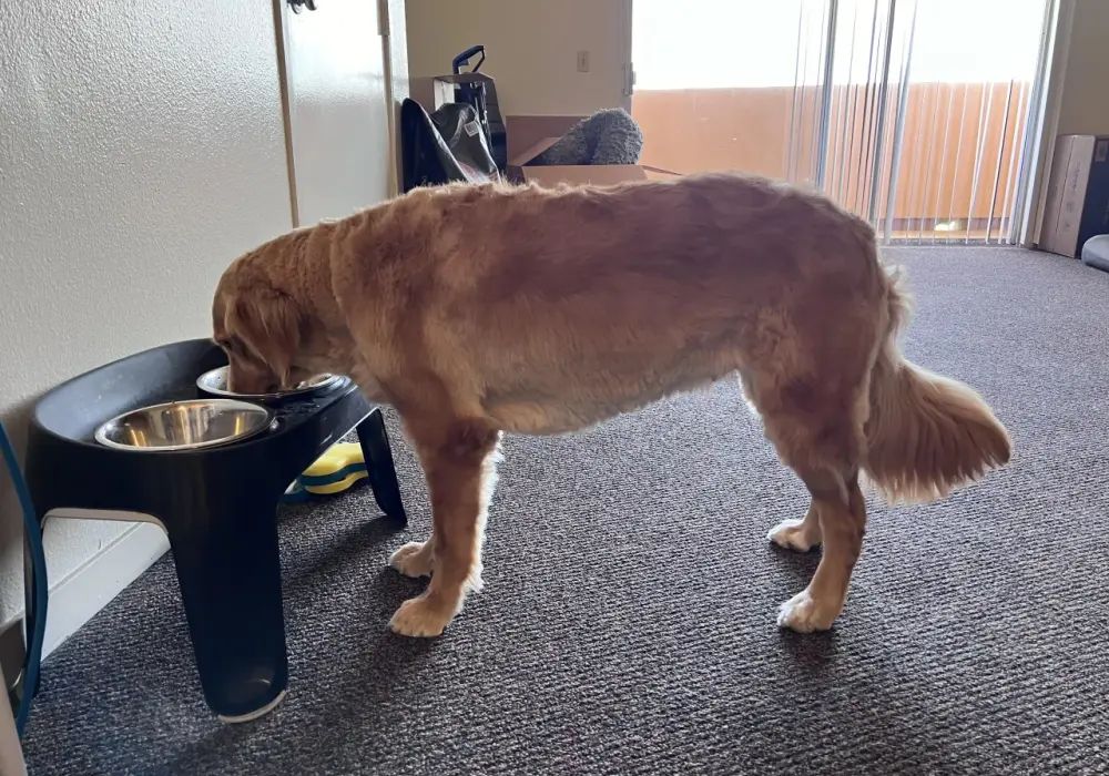 Czy golden retriever ma włosy czy sierść? Odkryj prawdę o jego futrze