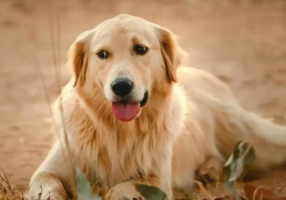 Czy golden retriever ma włosy czy sierść? Oto prawda o jego futrze
