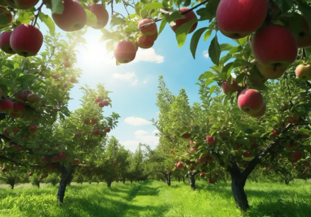 Jabłoń Malus Domestica - Uprawa i Pielęgnacja Sztuczne Nawożenie